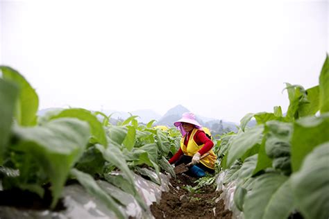 《贵在有理》解锁“千年之变”密码：贵州以组织振兴推动乡村全面振兴 新华网