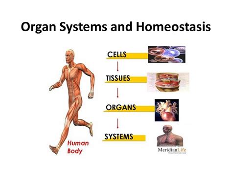 Homeostasis In The Human Body