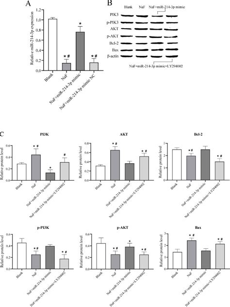 3 6 Overexpression Of MiR 214 3p Inhibited NaF Induced Apoptosis In