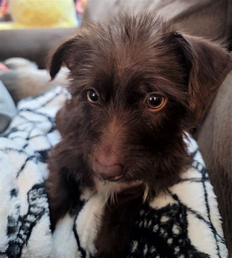 Dog for Adoption - Kola a female Dachshund-Shih Tzu, a Dachshund in