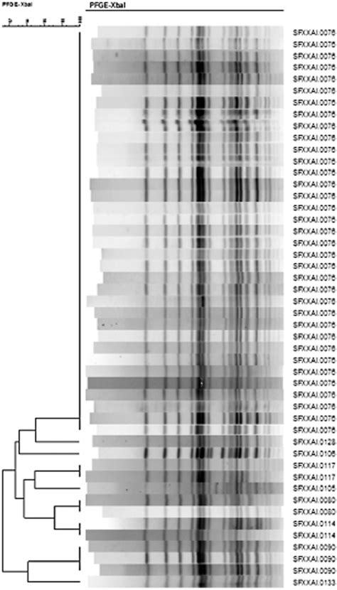 Shigella Flexneri Serotype 1 Infections In Men Who Have Sex With Men In Vancouver Canada