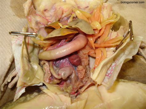 Part Frog Dissection Diagram Quizlet