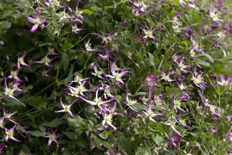 Clematis X Triternata Rubromarginata Bbc Gardeners World Magazine