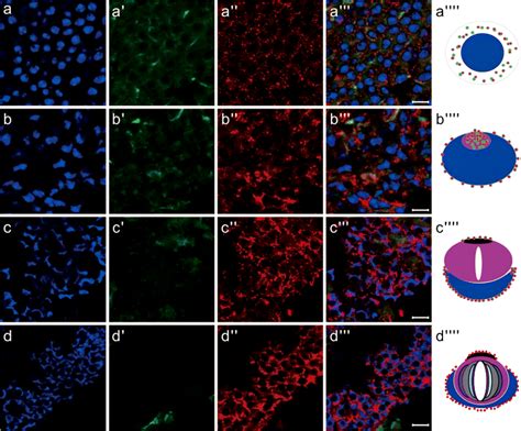 Kifc And Microtubule Expression Pattern During Spermiogenesis A