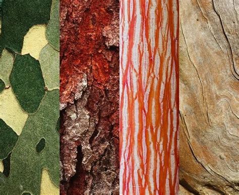 Tree Bark Offers Color, Texture and Pattern | Garden Design