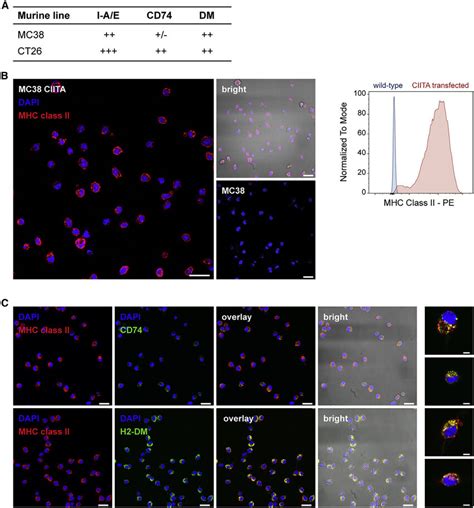 Ciita Transfection Induces Stable Expression And Subcellular