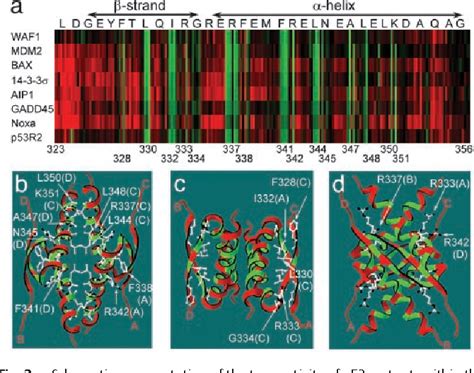 Tumor Suppressor Proteins | Semantic Scholar