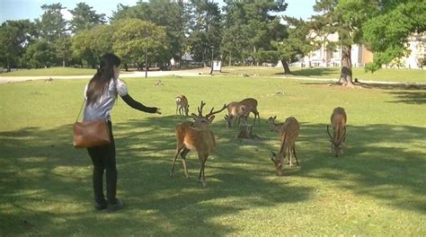 奈良公園のシカに変化？コロナ禍で“せんべいを見せている間のおじぎ”の回数が減少理由を研究者に聞いた｜fnnプライムオンライン