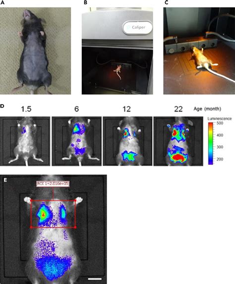 In Vivo Imaging Analysis Of Arf Dtr Mice A Photo Of The Mouse Shaved