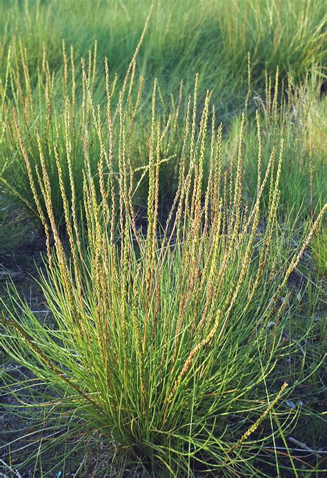 Triglochin Maritima Saltmarsh Arrow Grass Seaside Arrow Grass Go Botany