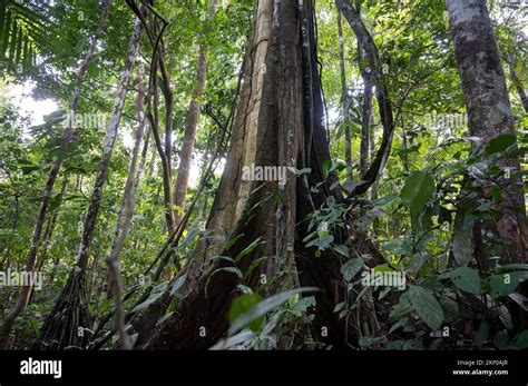 Ecuador Amazon Rainforest Rio Napo Near Coca A Giant Kapok Tree In