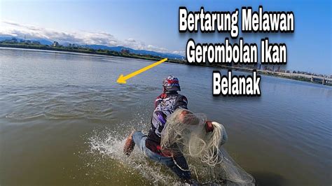 Masya Alloh Jala Ikan Di Muara Di Saat Air Mulai Pasang Ikan Belanaknya