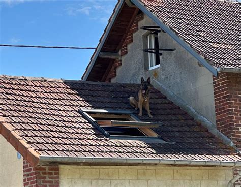 Coincé sur le toit d une maison un berger allemand secouru par les