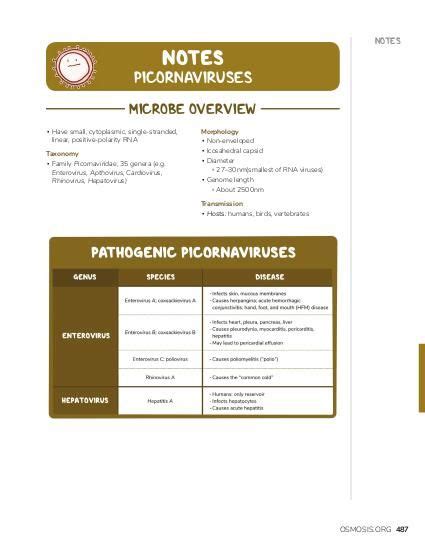 Picornaviruses Notes Diagrams Illustrations Osmosis