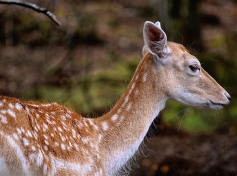 European Fallow Deer Common Free Photo On Pixabay Pixabay