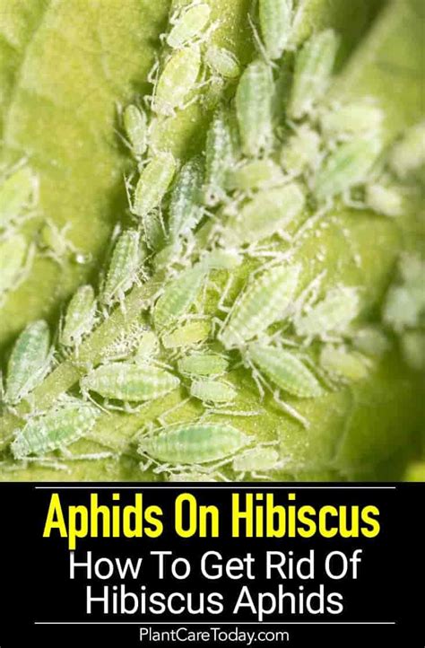 how to get rid of aphids on hibiscus