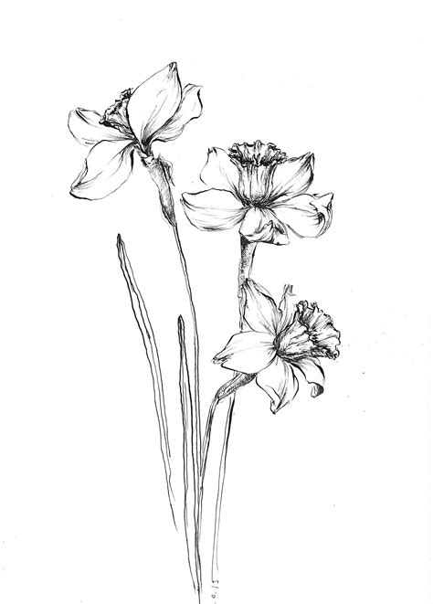 Narcissus Sketch, Narcissus Arwork, Flower Sketch Art, Flower Ink Wall ...