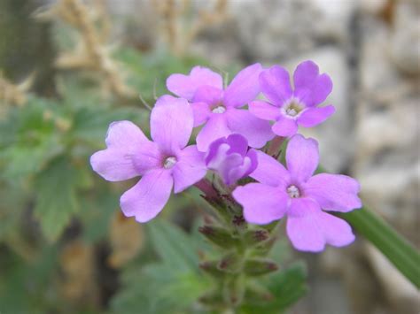 Southwestern Mock Vervain Warbler Woods Plants And Fungi INaturalist