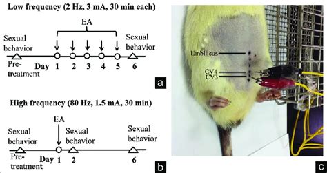 Experimental Design And Procedure A Sexual Behavior Was Tested Prior Download Scientific