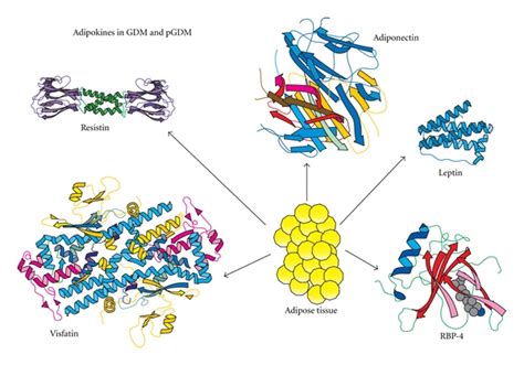 Molecular Structure Of The Main Adipokines Produced By Adipose Tissue