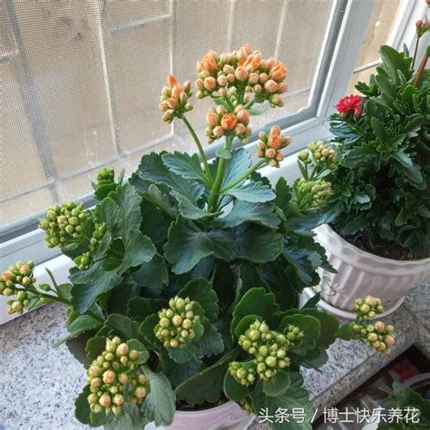 秋季養長壽花，3個「小貼士」，長壽花成了開花機器 每日頭條