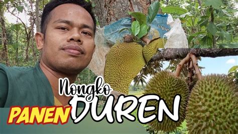 Panen Buah NANGKA DURIAN Di Kebun YouTube