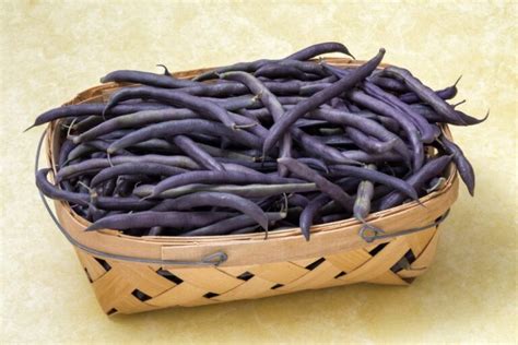 Purple Hull Peas How To Grow And Harvest Purple Hull Peas