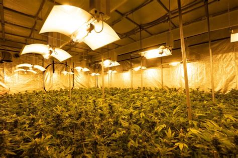 The Best Cannabis Grow Lights Amsterdam Genetics