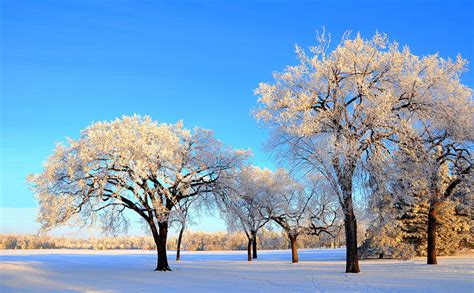 Fonds D Ecran Parc Hiver Arbres Neige Nature T L Charger Photo