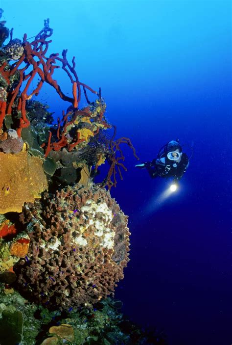 Karibik Kuba Tauchen Unterwasser Maria La Gorda22 Nautilus Tauchreisen