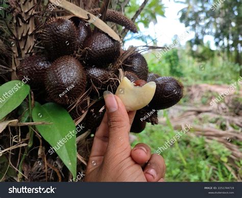 Photo Salak Tree That Bearing Fruit Stock Photo 2251744719 | Shutterstock