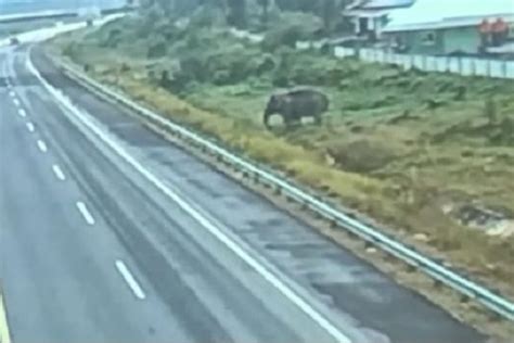 Seekor Gajah Tertangkap Kamera Melintasi Tol Pekanbaru Dumai Antara News