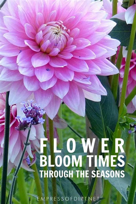 Perennial Flower Bloom Times For Every Season Empress Of Dirt