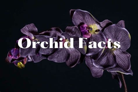 Orchid Facts Unveiling The Mysteries Of These Exquisite Blooms