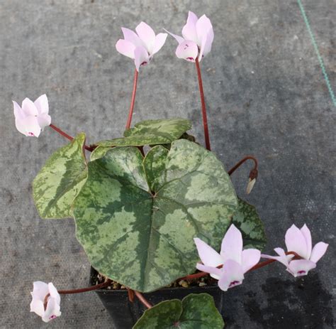 Edelweiss Perennials Cyclamen Libanoticum