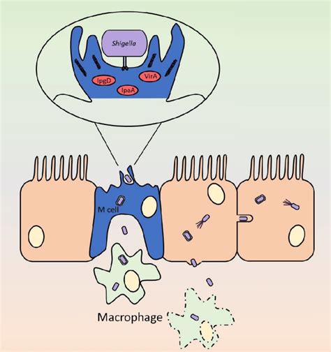 Schematic Of The Key Steps In Shigella Invasion And Cell To Cell Spread