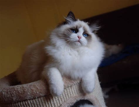 Ragdoll Bicolor • Ragdoll Cats