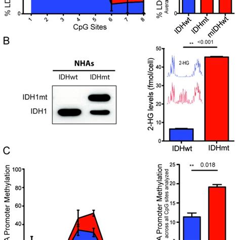 Loss Of IDH Mutation MIDH Wt BTSC Lines A IDH1 Sequencing On DNA