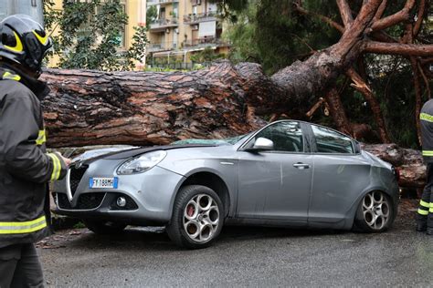 Messina Crolla Un Grosso Albero A S Licandro Ora Si Cerca Di Capire