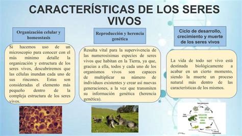 BIOLOGIA PRIMERA CLASE INTRODUCCION A LA BIOLOGIA PPT