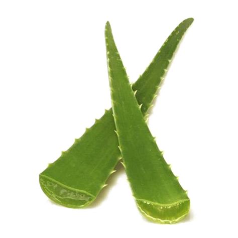 Aloe Vera Png Transparent Images Pictures Photos Png Arts