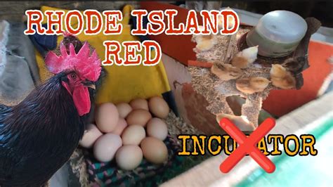 Paano Ako Nakapagpapisa Ng Rhode Island Red Kahit Walang Incubator