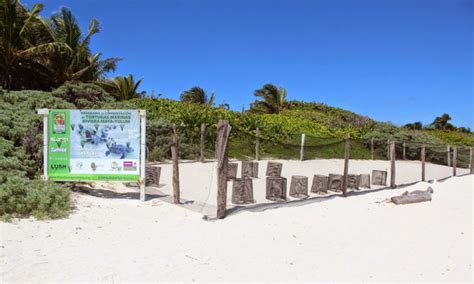 Xcacel And Xcacelito Sanctuary Of Sea Turtles In The Mayan River