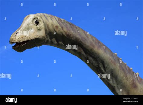 Diplodocus Head Hi Res Stock Photography And Images Alamy