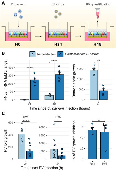 Pre Infection Of Human ALI With C Parvum Inhibited Rotavirus Growth