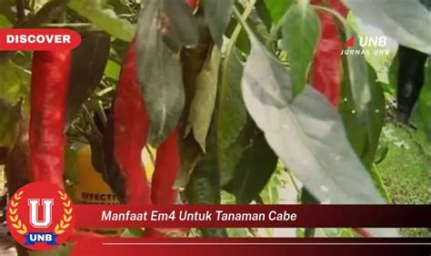 Intip Manfaat Em Untuk Tanaman Cabe Yang Jarang Diketahui