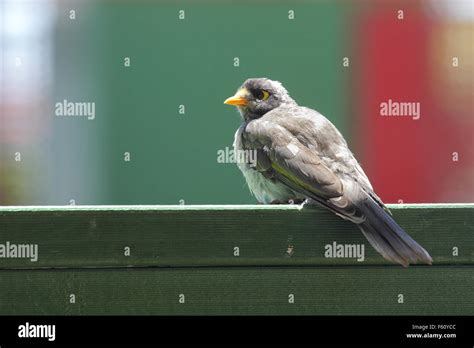 King island wildlife hi-res stock photography and images - Alamy