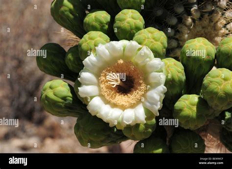 Cactus Saguaro Carnegiea Gigantea Del Desierto De Sonora En Flor En