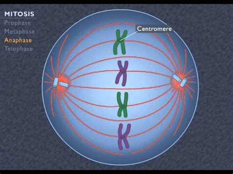 Cell Cycle Review - Lessons - Blendspace