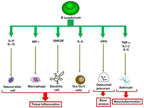 Cells Free Full Text B Cells At The Cross Roads Of Autoimmune